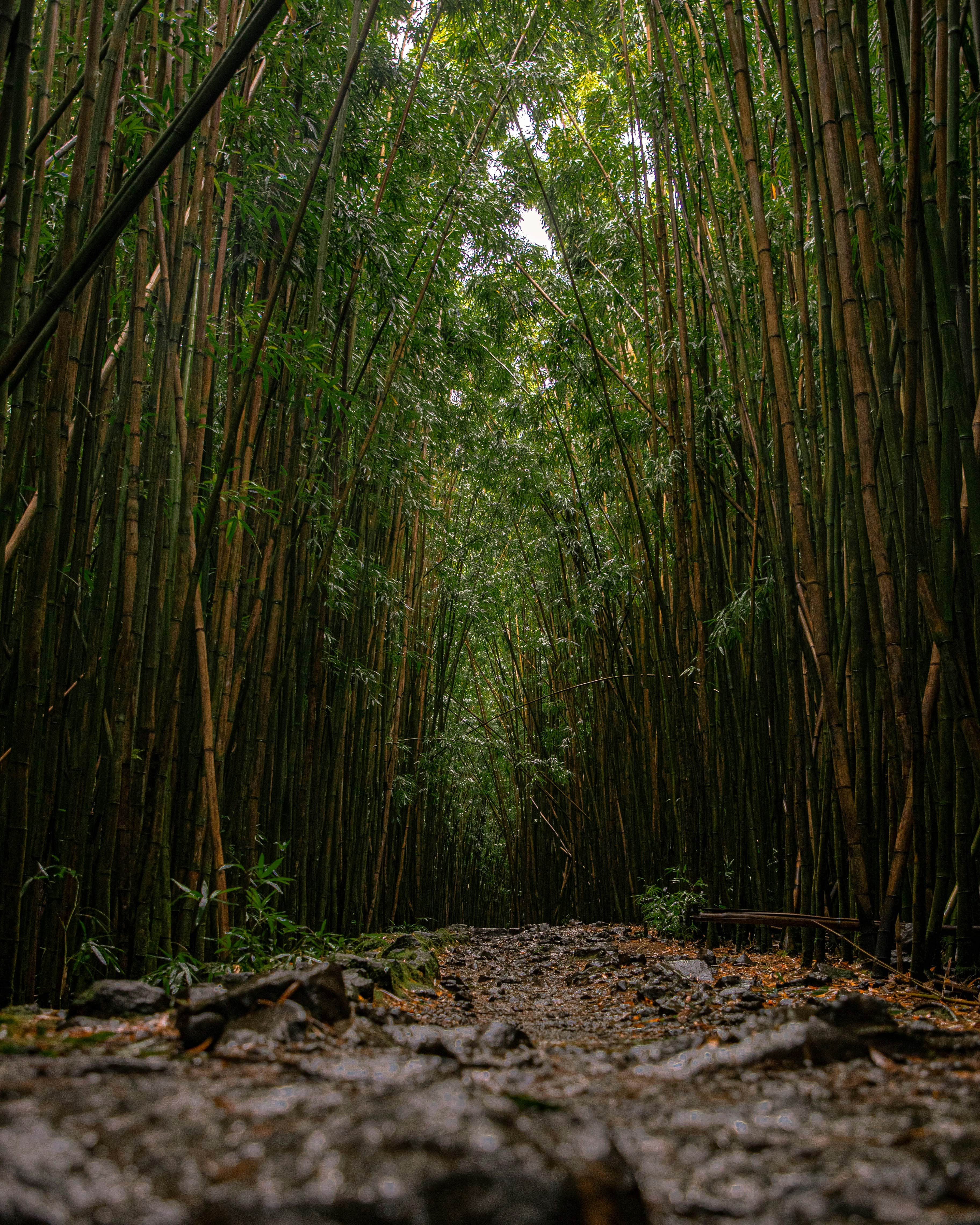 Bamboo forest