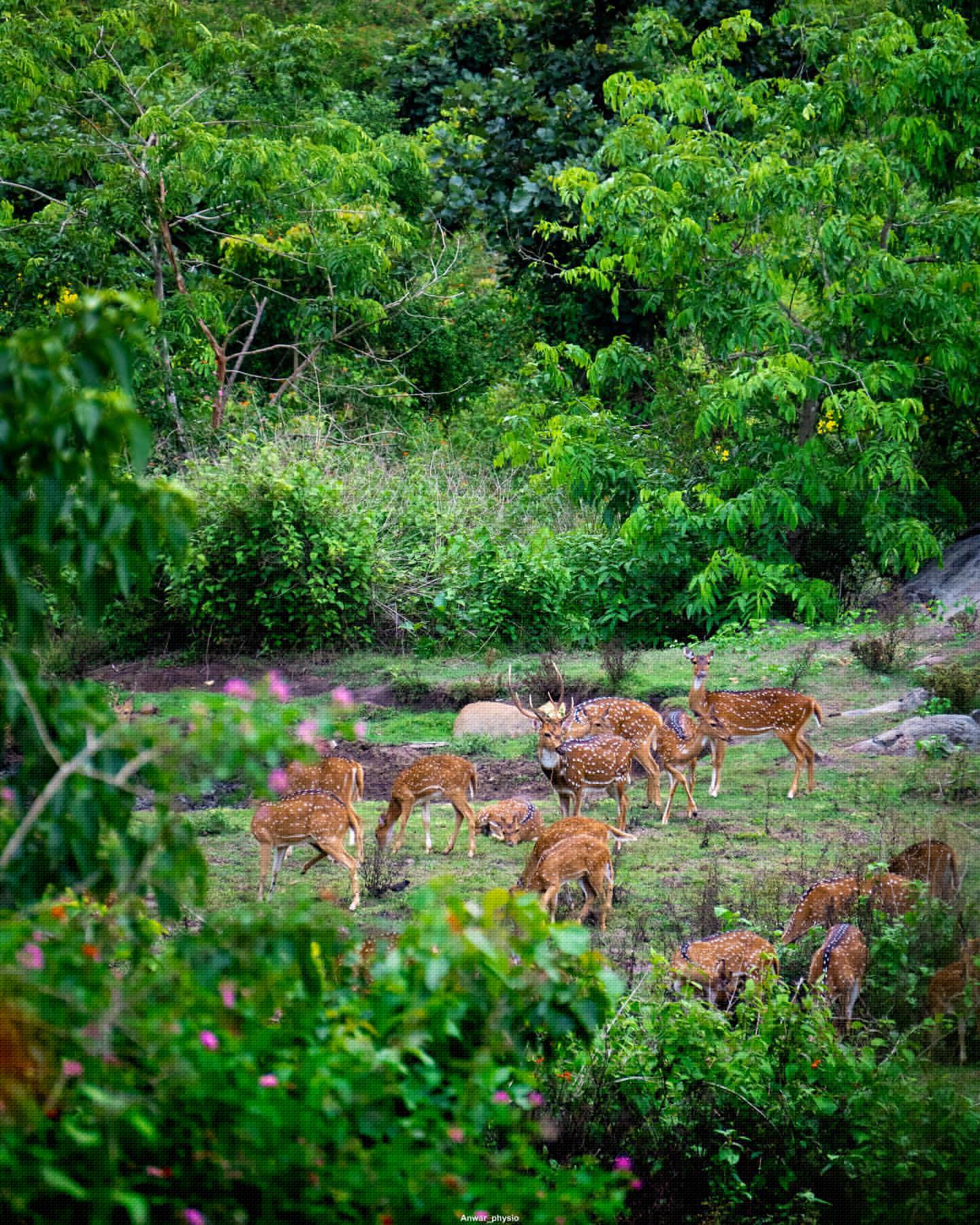 Muthanga Wildlife Sanctuary