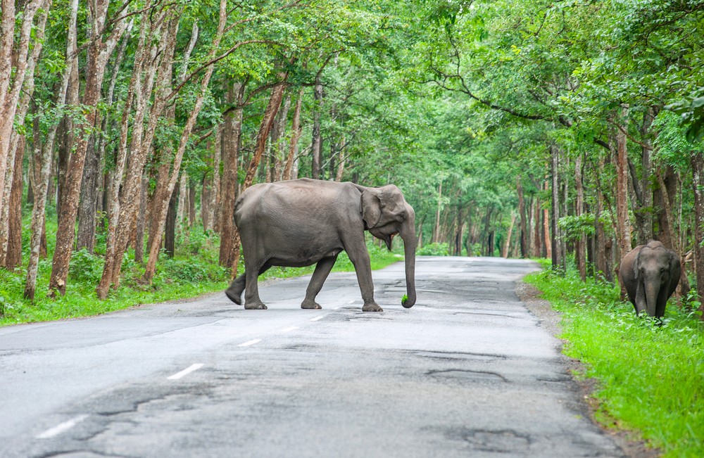 Tholpetty Wildlife Sanctuary