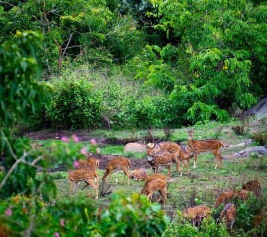 Tholpetty Wildlife Sanctuary