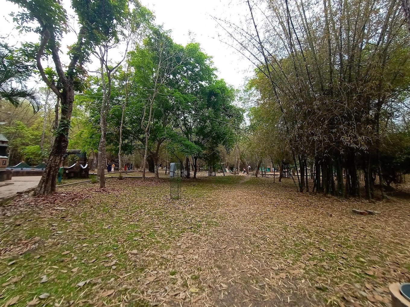 Bamboo Forest