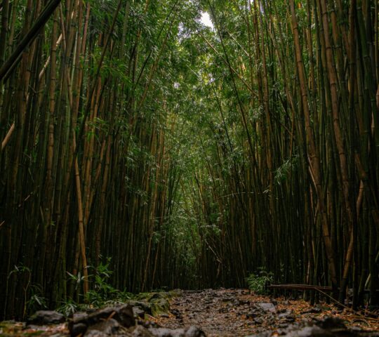 Bamboo Forest